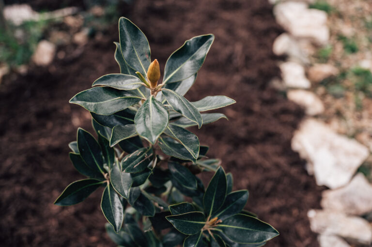 Little Gem Magnolia