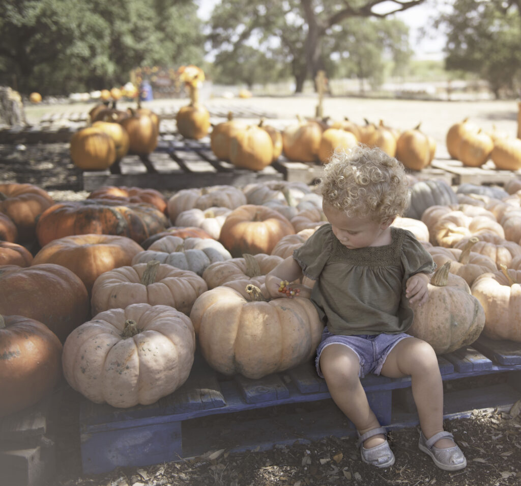 San Antonio Pumpkin Patches -Bracken